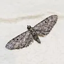 Eupithecia jejunata - Hodges#7486 - Eupithecia jejunata