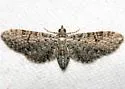 Eupithecia jejunata - Hodges#7486 - photo 2