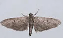 Eupithecia jejunata - Hodges#7486 - photo 3