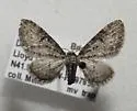 Eupithecia jejunata - Hodges#7486 - photo 4