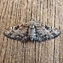 Eupithecia johnstoni - Hodges#7570 - photo 4