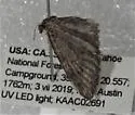 Eupithecia lachrymosa - Hodges#7548 - photo 4