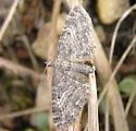 Eupithecia lafontaineata - Hodges#7548.1