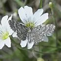 Eupithecia lafontaineata - Hodges#7548.1 - photo 3