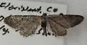 Eupithecia lafontaineata - Hodges#7548.1 - photo 4