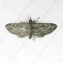 Eupithecia longidens - Hodges#7454 - photo 2
