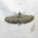 Eupithecia longidens - Hodges#7454 - photo 3