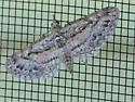 Eupithecia longidens - Hodges#7454 - photo 4