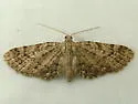 Eupithecia longipalpata - Hodges#7468 - photo 2