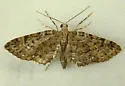 Eupithecia longipalpata - Hodges#7468 - photo 4