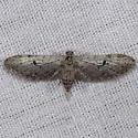 Eupithecia macdunnoughi - Hodges#7512 - Eupithecia macdunnoughi