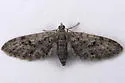 Eupithecia macdunnoughi - Hodges#7512 - photo 2