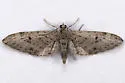 Eupithecia macdunnoughi - Hodges#7512 - photo 3
