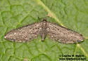 Eupithecia macdunnoughi - Hodges#7512 - photo 4