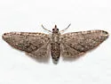Eupithecia matheri - Hodges#7509.1 - Eupithecia matheri