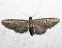 Eupithecia matheri - Hodges#7509.1 - photo 2