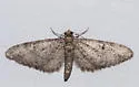 Eupithecia matheri - Hodges#7509.1 - photo 3