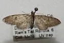 Eupithecia matheri - Hodges#7509.1 - photo 4