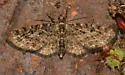 Eupithecia misturata - Hodges#7476