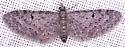 Eupithecia misturata - Hodges#7476 - photo 2