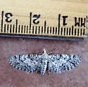 Eupithecia monacheata - Hodges#7456 - photo 2