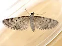 Eupithecia monacheata - Hodges#7456 - photo 3