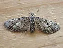 Eupithecia monacheata - Hodges#7456 - photo 4