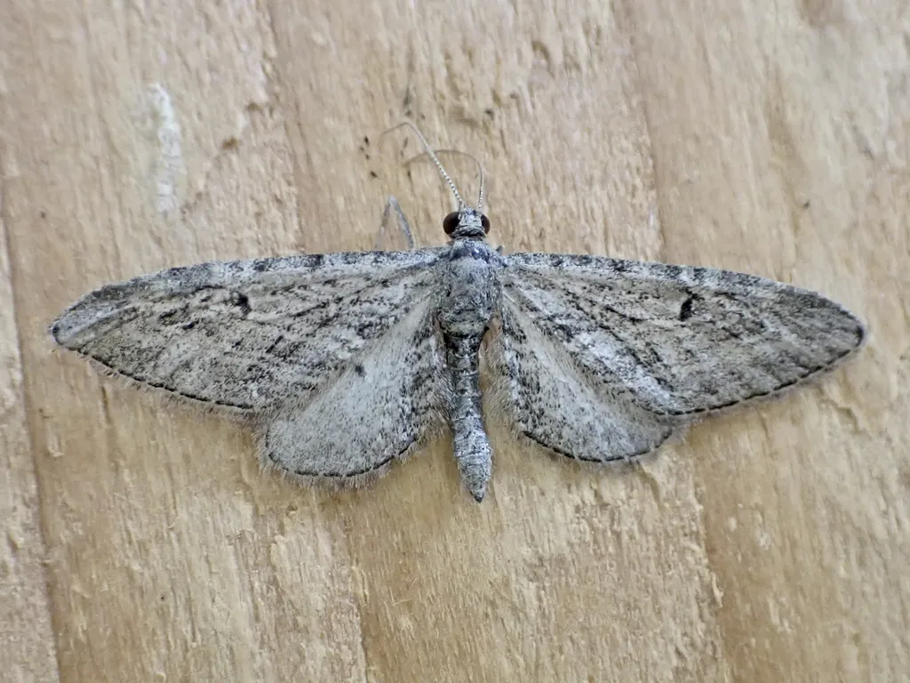 Eupithecia multistrigata - Hodges#7539 - photo 2