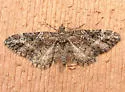 Spruce Cone Looper - Hodges#7575 - photo 2