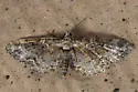 Spruce Cone Looper - Hodges#7575 - photo 4