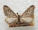 Eupithecia mystiata - Hodges#7580 - Eupithecia mystiata