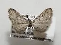 Eupithecia neomexicana - Hodges#7504 - Eupithecia neomexicana