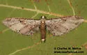 Eupithecia nevadata - Hodges#7601 - photo 3