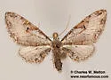 Eupithecia nevadata - Hodges#7601 - photo 4
