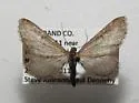 Eupithecia nimbicolor - Hodges#7522 - Eupithecia nimbicolor