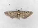 Eupithecia nimbicolor - Hodges#7522 - photo 2