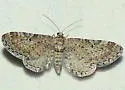 Eupithecia nimbicolor - Hodges#7522 - photo 3