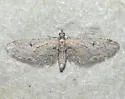 Eupithecia nimbicolor - Hodges#7522 - photo 4