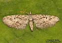 Eupithecia niphadophilata - Hodges#7552 - photo 2