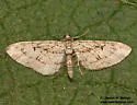 Eupithecia niphadophilata - Hodges#7552 - photo 4