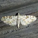 Eupithecia niveifascia - Hodges#7566 - photo 4