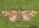 Eupithecia nonanticaria - Hodges#7594.1 - photo 3