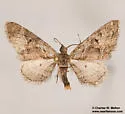Eupithecia nonanticaria - Hodges#7594.1 - photo 4