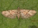Eupithecia nonanticaria - Hodges#7594.1 - photo 5