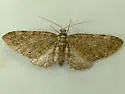 Eupithecia olivacea - Hodges#7546
