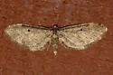 Eupithecia olivacea - Hodges#7546 - photo 2