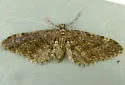 Eupithecia olivacea - Hodges#7546 - photo 3