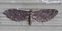 Eupithecia olivacea - Hodges#7546 - photo 4