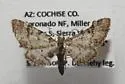 Eupithecia ornata - Hodges#7455 - photo 4