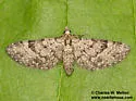 Eupithecia ornata - Hodges#7455 - photo 5
